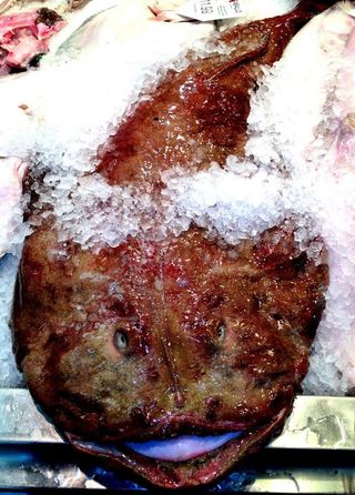 Pixín Asturiano 1,5 Kg. 1,5 Kg.