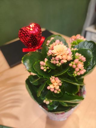 Kalanchoe Corazon