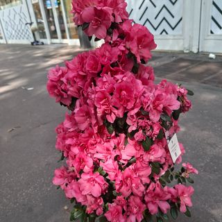 Azalea pianta