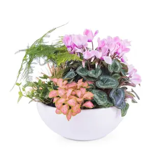 Cesta Plantas Variadas