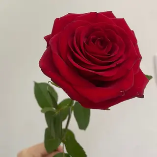 Róża Czerwona 60 cm