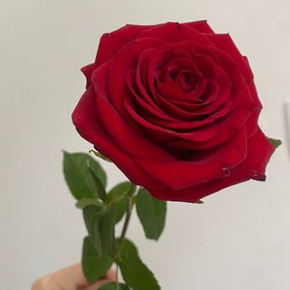 Róża Czerwona 60 cm