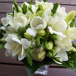 Buchet 23 frezii albe