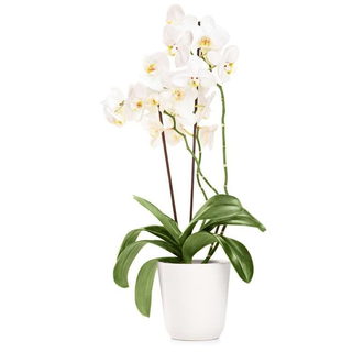 Orchidea bianca con vaso di ceramica