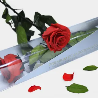 Tallo de rosa roja eterna