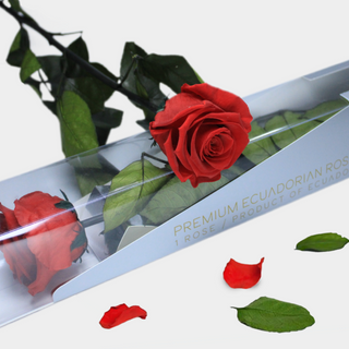 Tallo de rosa roja eterna