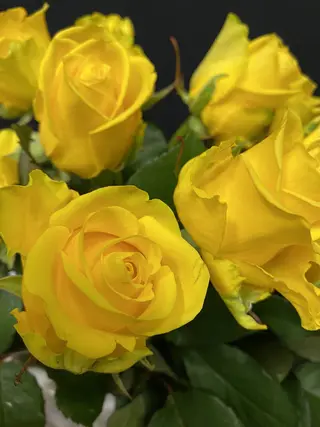 10 Rose Gialle