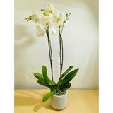 Orquídea en cerámica 