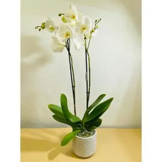 Orquídea en cerámica 