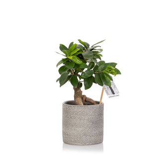 Pianta Ficus di Bonsai medio