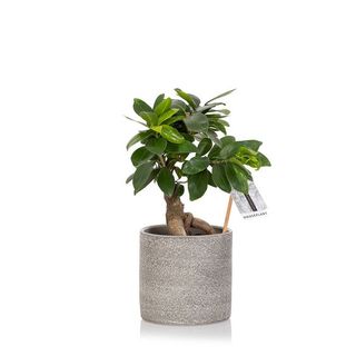 Pianta Ficus di Bonsai