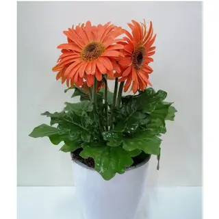 Gerbera