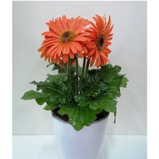 Gerbera