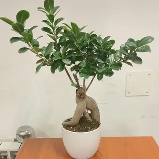 Bonsai piccolo 