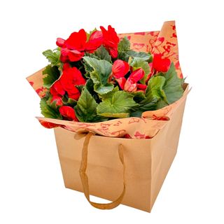 Begonia planta Cadou