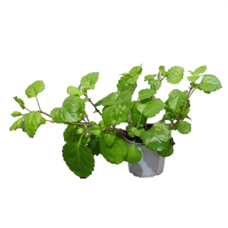 PLANTA DEL DINERO