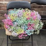 Фарбована гіпсофіла, гілка