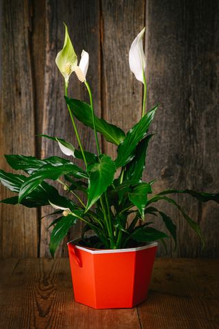 Спатифилум