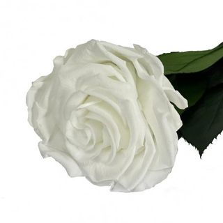 Rosa Eterna Blanco
