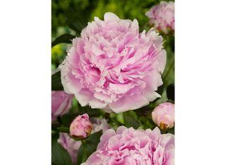 paeonia sarah bernhardt