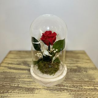 Cúpula mediana rosa preservada 