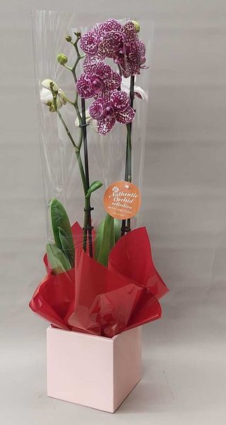 Orhidee phalenopsis  mov