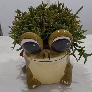 Sukulent + osłonka żaba