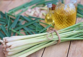 Lemon grass cf