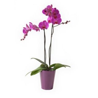 Phalaenopsis Rosa Con Papel Y Lazo