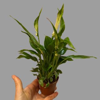 Mały skrzydłokwiat 