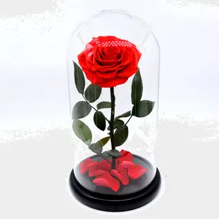 Rosa Eterna
