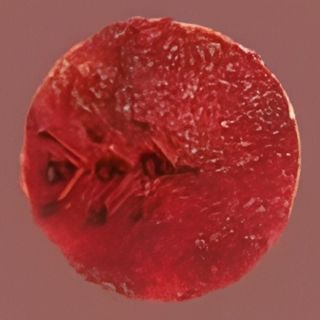 Cheesecake torta od sira 120 gr