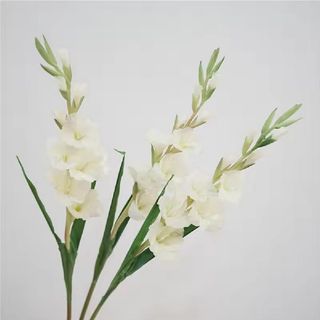 гладиоли бели, 3 бр
