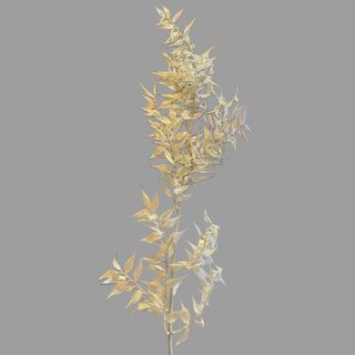 Ruskus stabilizowany 