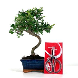 Pack Bonsái Zelkova 6 años y Tijera china