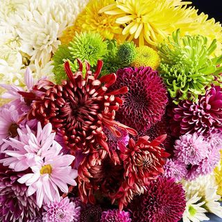 ფერადი ქრიზანთემა ( 15 ცალი )