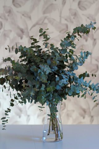 Ramo Eucalipto Natural  