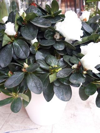 Azalea bianca extra basu terracotta 