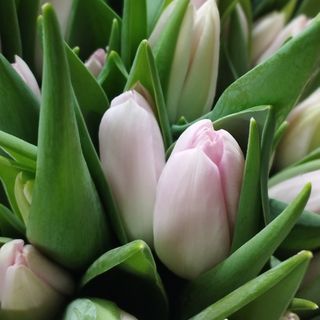 Tulipanes Rosa (Unidad)