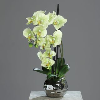 Orquídea Verde