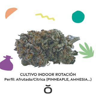 Variedad Citrica/Afrutada Indoor 10Gr