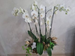 2 orhidee albe in ghiveci