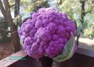 Cavolo viola