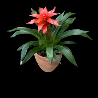 Guzmania in vas cermic
