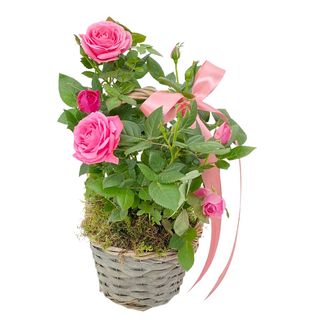 Cos cu Trandafirasi  planta in ghiveci 