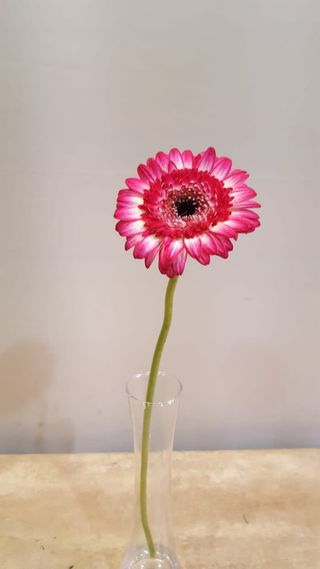 Gerbera