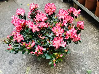 Azalea grande