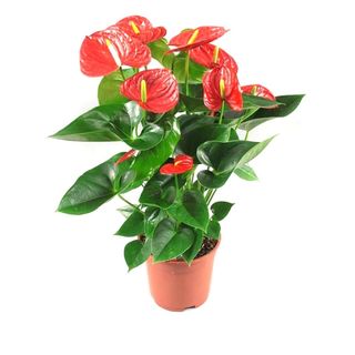 Anthurium grande