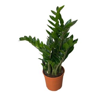 Pianta  zamioculcas                                                 