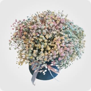 გიფსოსილა ყუთში N 1